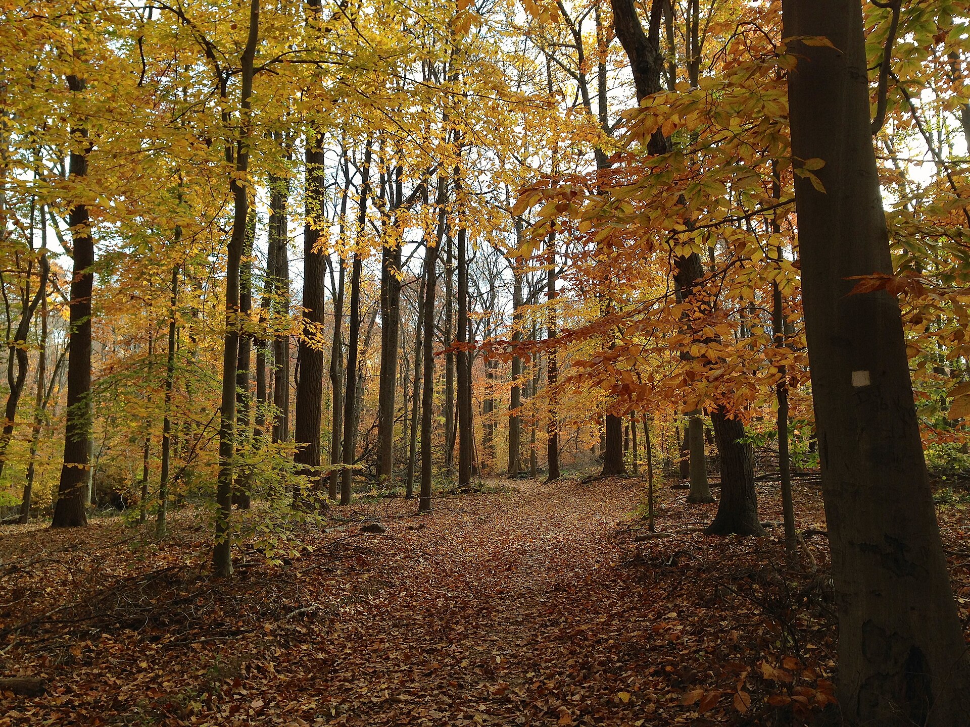Watchung Reservation in autumn near Warren, New Jersey